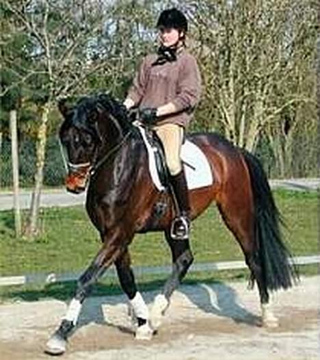 Trakehner Halifax *RIP* billede 13