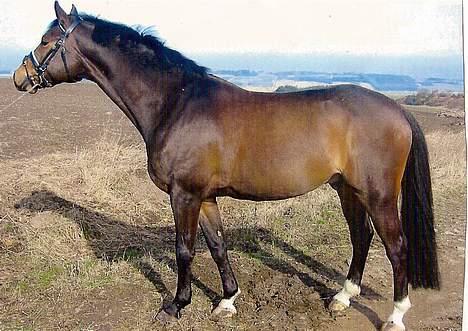 Trakehner Halifax *RIP* billede 14