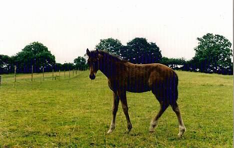 Trakehner Halifax *RIP* - Lille halifax ;) billede 15