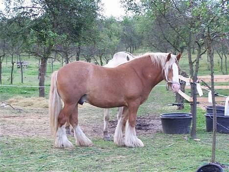 Irish Cob Postman Pat (Paddy) - Paddy på sommerfolden juli 2006 billede 4