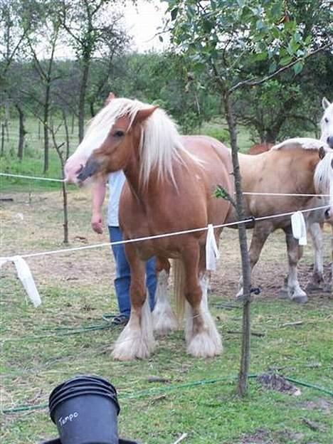 Irish Cob Postman Pat (Paddy) - Paddy elsker at blive kløet på ballerne billede 5