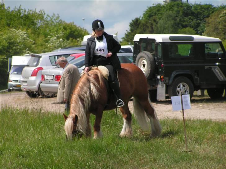 Irish Cob Postman Pat (Paddy) - Hedelandsridt maj 08 billede 6