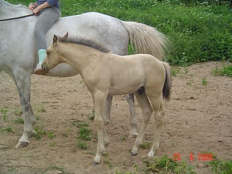 Anden særlig race Golden Star. billede 6