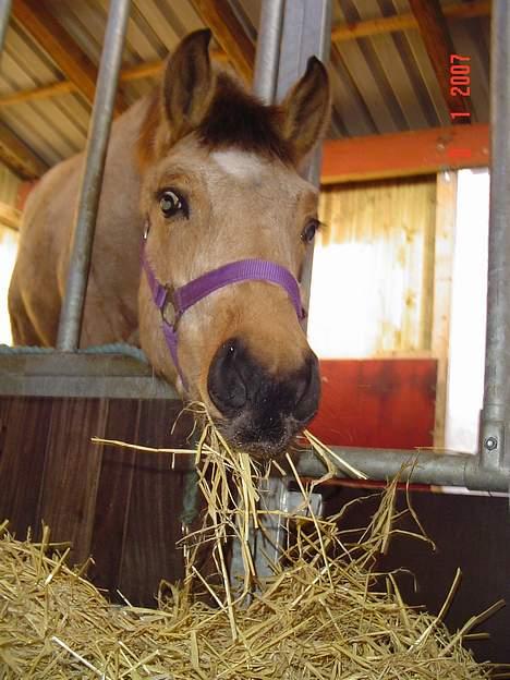 Anden særlig race Golden Star. billede 7