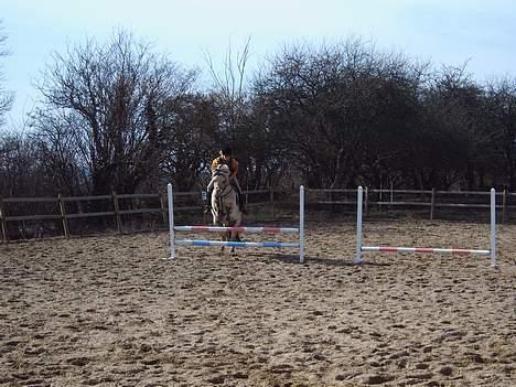 Fjordhest Prins ( kaldet Oliver ) - Spring hjemme på banen billede 6