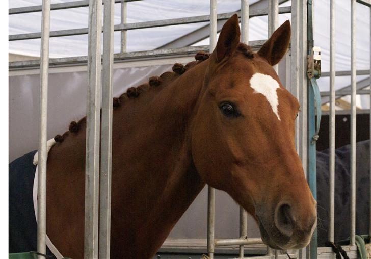 Dansk Varmblod JACQUES WILLENEUVE..død.. - mors 2007 billede 10