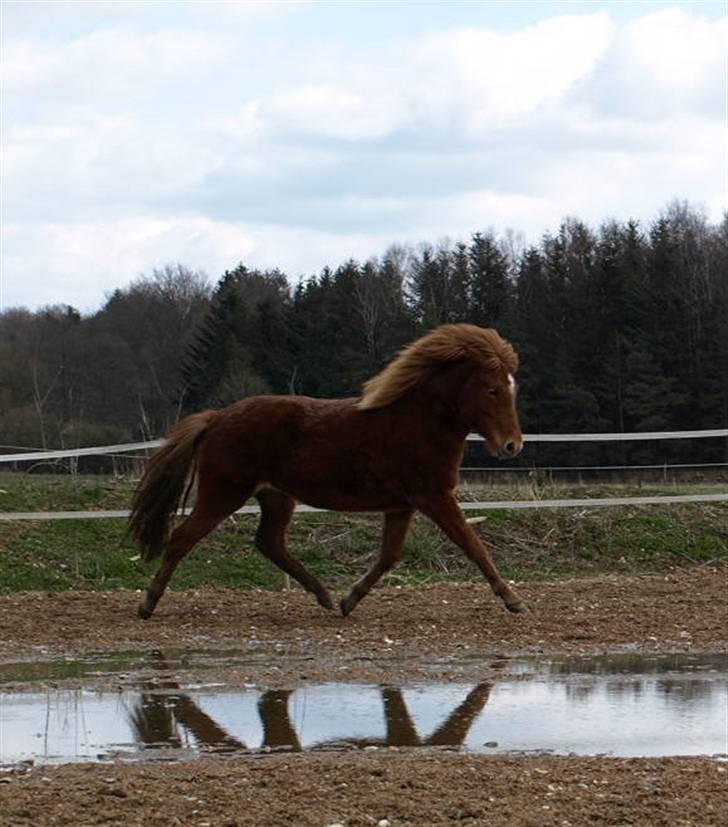 Islænder Dis fra Vedø billede 12