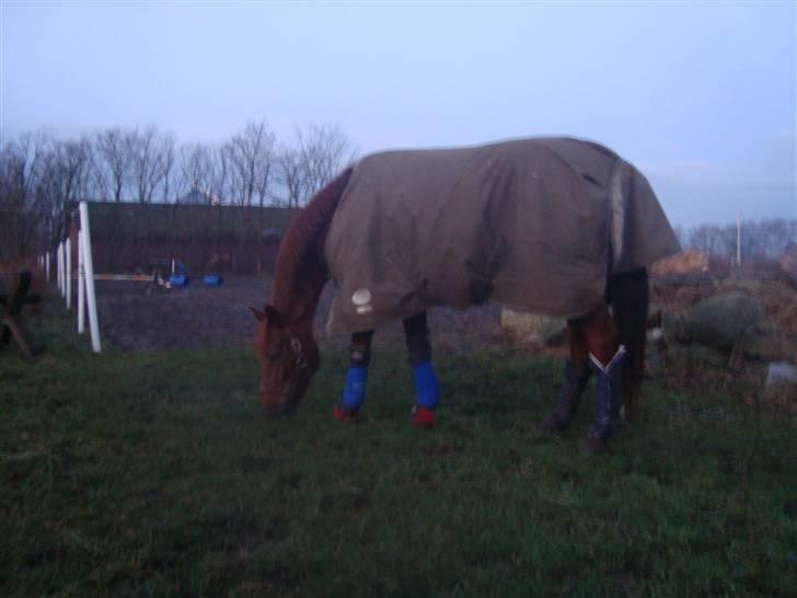 Dansk Varmblod Ness'  - Vanessa på hendes tredje sygedag. Meget mere rask, og glad :). Med to vinterdækkener, transportgamacher, klokker og bandager på. Stakkels hest, der ikke må noget som helt. For skadet til at komme på fold og for syg til at stå inde hele tiden :( .  billede 19