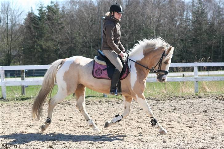 Anden særlig race Shy Lady - 6) Lady og jeg i trav :) Foto: MATO billede 6