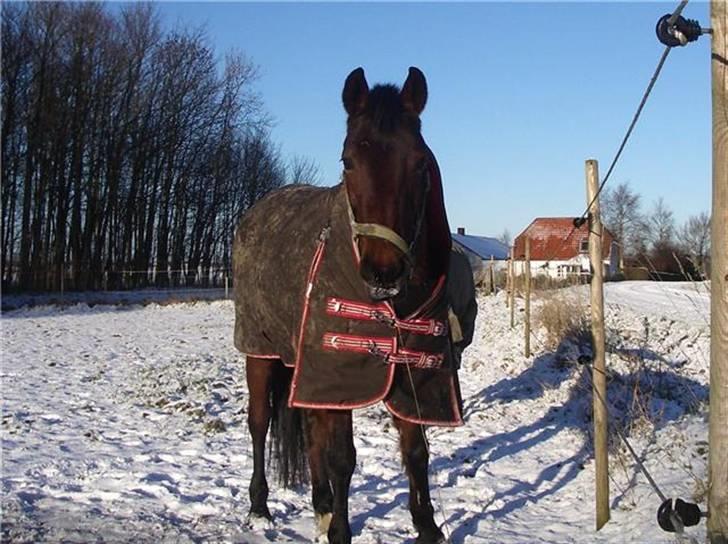 Connemara Søstholm Rapsody - A Pony - Raps i sneen. Med Pind i mund :P billede 9