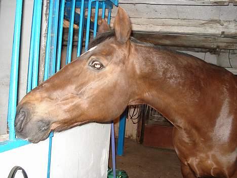 Traver rina - mums der er mad i kryppen... billede 8