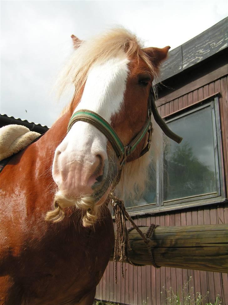 Irish Cob Postman Pat (Paddy) - Paddy maj 08 billede 7