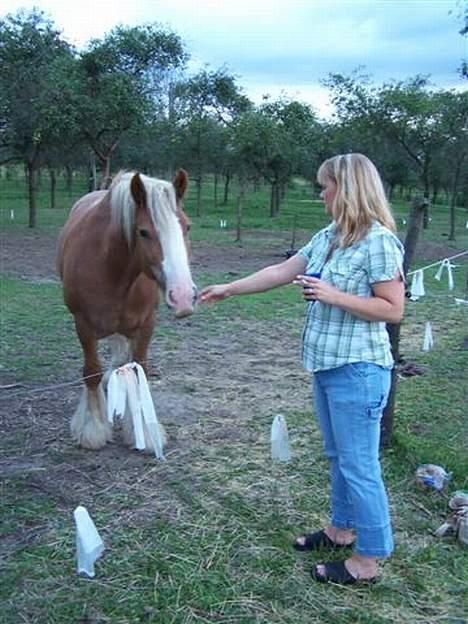 Irish Cob Postman Pat (Paddy) - Paddy på sommerfolden billede 8