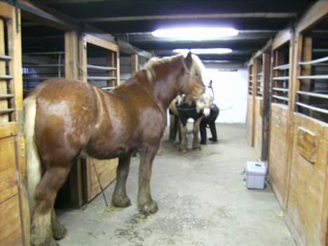 Irish Cob Postman Pat (Paddy) - Paddy d. 29.12.06 billede 9
