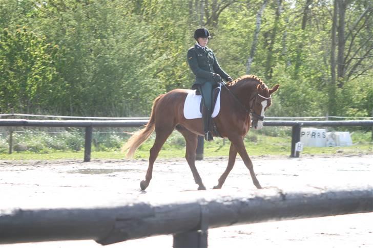 Oldenborg Mosegården Dukat solgt - lidt dressur... billede 4