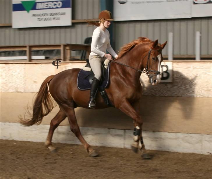 Oldenborg Mosegården Dukat solgt - også lige lidt gallop.  billede 6