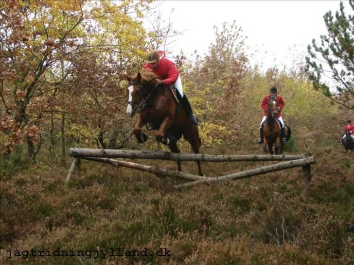 Oldenborg Mosegården Dukat solgt - et lille spring på hubertus jagten i skive billede 7