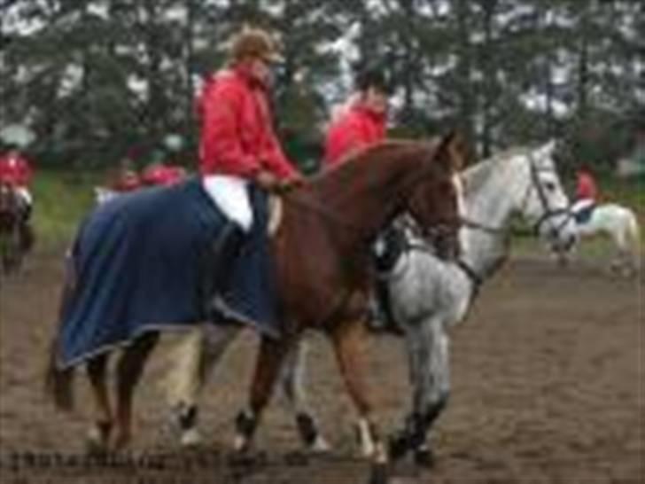 Oldenborg Mosegården Dukat solgt - skridter rundt inden jagt :) billede 8