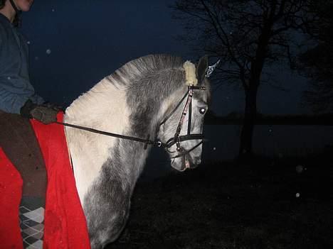 Pinto tanna - var ude og ride tur, nej Tanna havde ikke den store lyst til at stå stille.. hun ville bare asted.. hehe og så pis-regnede det<3 =z billede 1