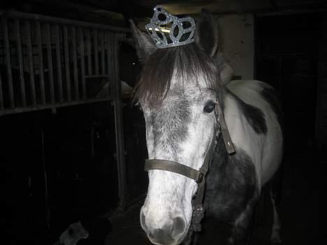 Pinto tanna - se liiqe den søde prinsesse Tanna<3  miiq og Tanna er bare to prinsesser når vi er sammen.. hehe  billede 2