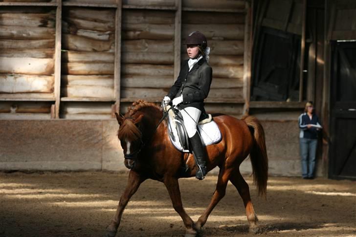 Anden særlig race Sukema - Solgt - Stævne i Katwijk billede 2