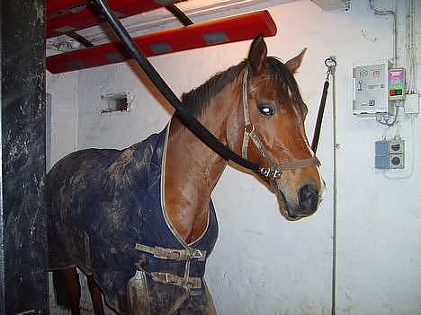 Fuldblod (XX) Honda - RIP. - Inde i vandspiltovet, vi skulle lige til at strigle <3(: billede 2