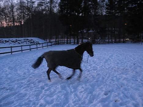 Fuldblod (XX) Honda - RIP. - Galop i sneen <33 billede 4