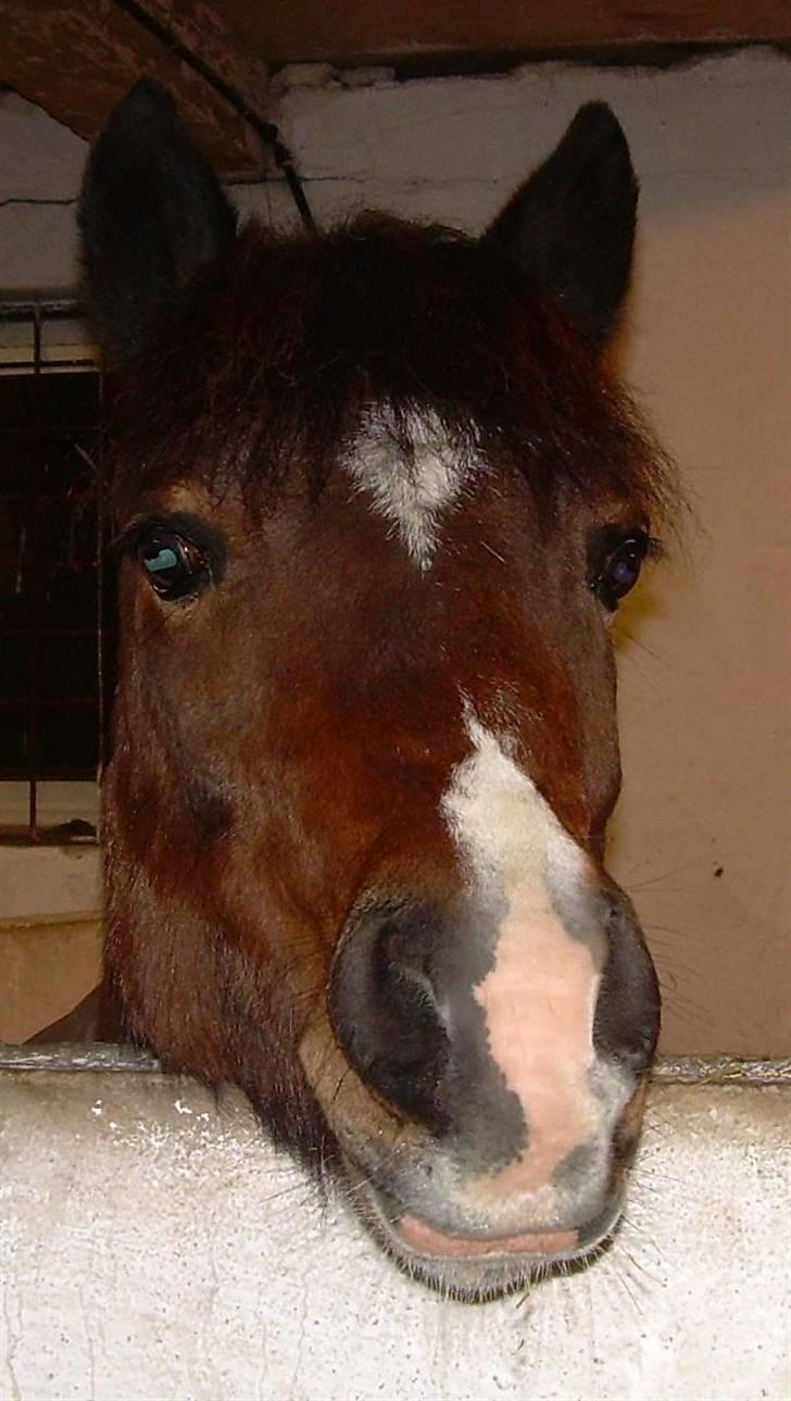 Pinto Spotty Cassiopeia *SOLGT* - spotty til sit første dm 2003 med anna hviid heickendorf. billede 16