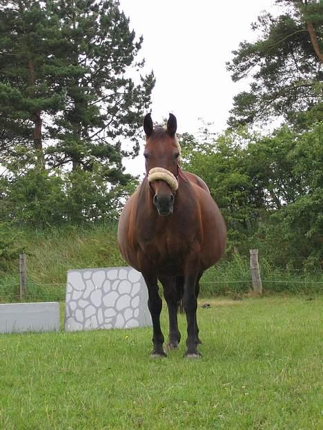 Anden særlig race Pernille*DØD* - tykken nelle mus er i fol  billede 6