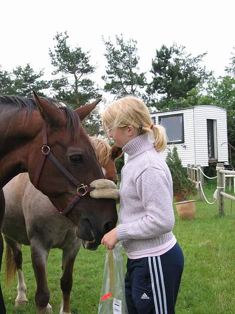 Anden særlig race Pernille*DØD* - nelle snakker lidt billede 7