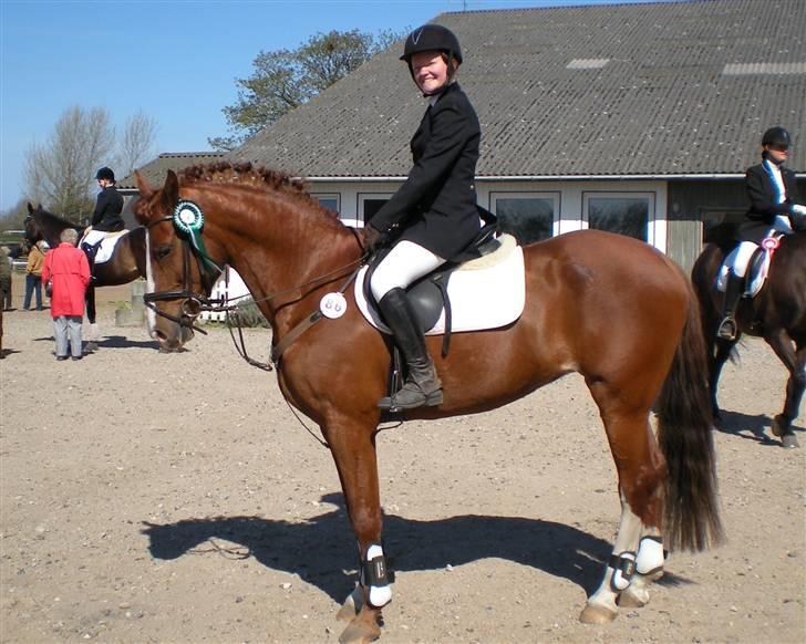 Dansk Varmblod Sophia *RIP* - Jubii vores første springroset :D billede 13