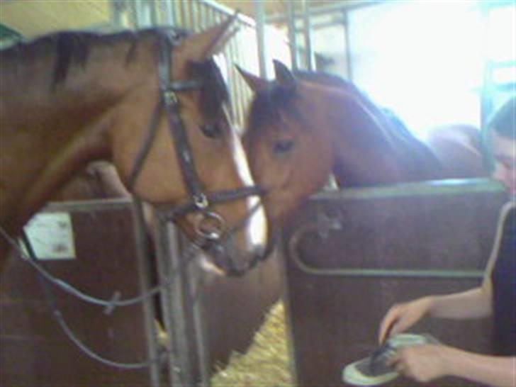 Anden særlig race Bertil - Bertil & Miche  billede 12