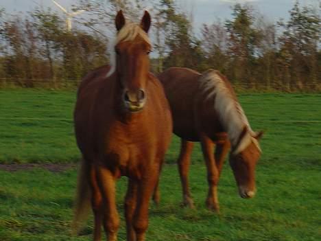 Frederiksborg Risagergaards Master Boy - På græs efterår 2006.. Kigger lige efter rugbrød :) billede 8