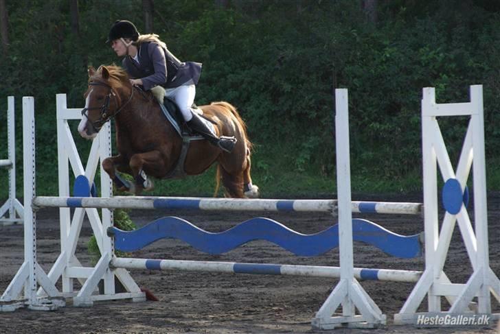 Anden særlig race Andro. - Mb på Kallehavegård. Fejlfri (: Foto; Tia Lundemose. billede 2