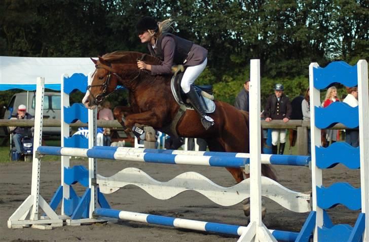 Anden særlig race Andro. - Perfekte pony! :D Foto; Tia Lundemose. billede 4
