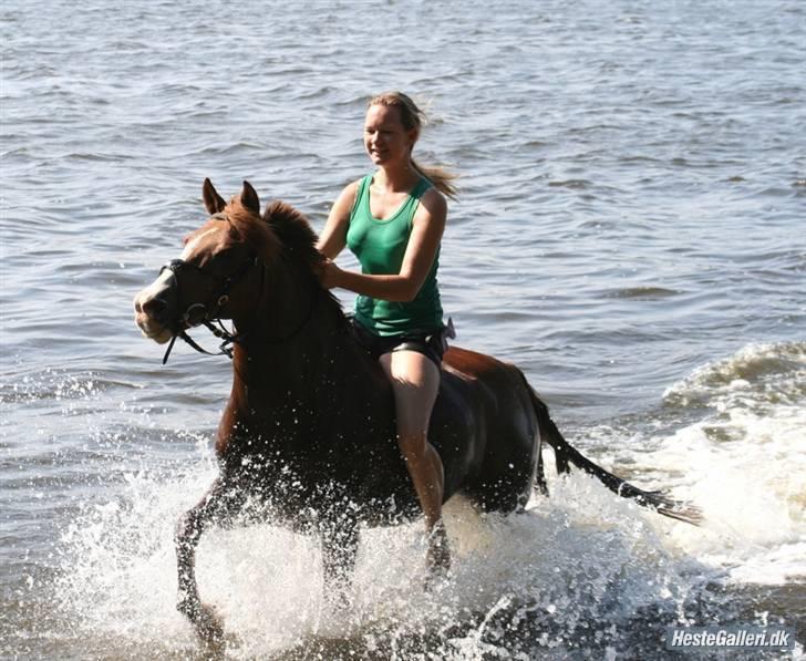 Anden særlig race Andro. - Du æælsker at bade (´; Andro i vandkanten. Foto; Gitte Bisballe. billede 6