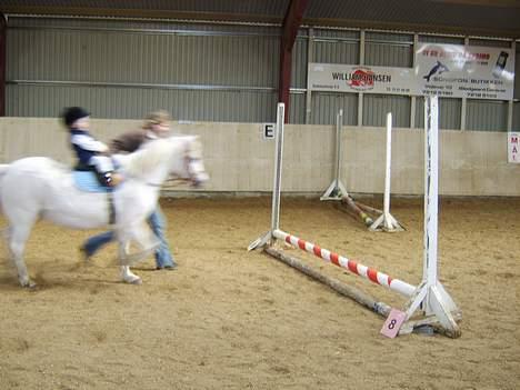 Welsh Mountain (sec A) Skrubbenborg Jamais - min kusine stephanie 3 år gamel springer på jamais  billede 5
