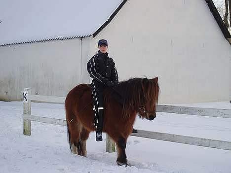 Islænder Bredla - min kusine som red på hende sidste vinter billede 1