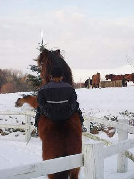 Islænder Bredla - bredla der stjeler med min kusine billede 3