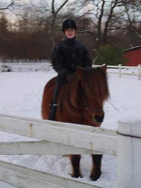 Islænder Bredla - katja og bredla billede 4