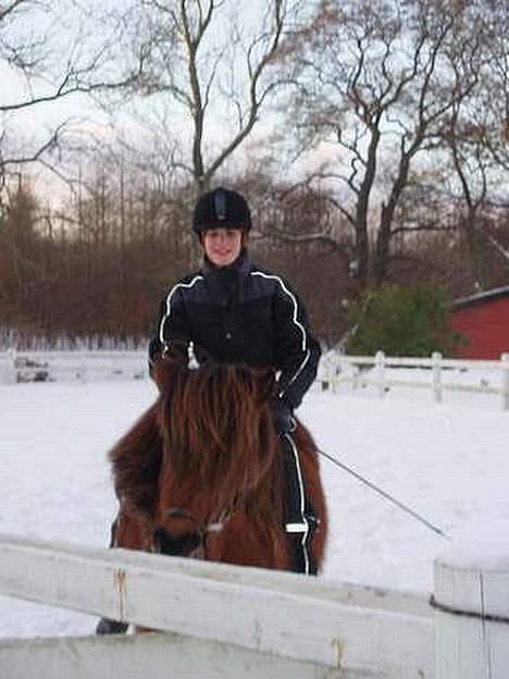 Islænder Bredla billede 5