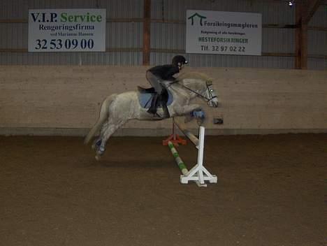 Welsh Pony (sec B) *Gl. Part* Bubbly Burglar - Super springeren :b billede 15