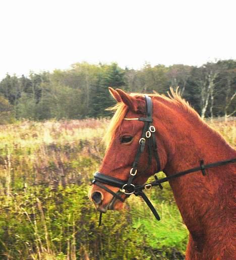 New Forest Coco Chanell-SOLGT billede 7