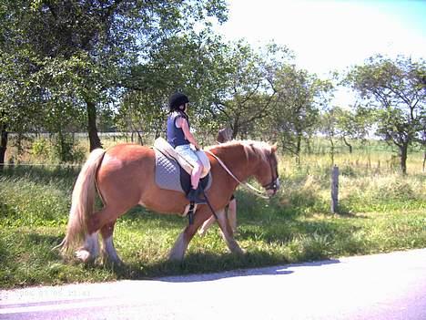 Irish Cob Postman Pat (Paddy) - Bjørk på Paddy - juli 2006 billede 11