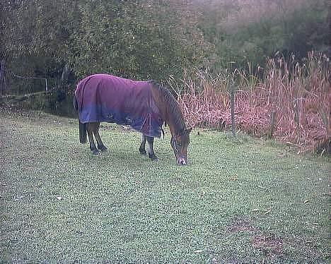 Dartmoor smut - lille smut på fold billede 5