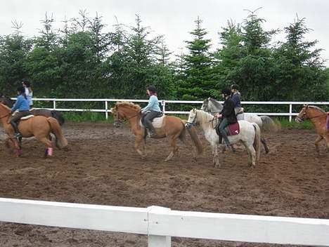 New Forest Olivia / Squash - her er vi ved at trave.. olivia har elestikiker i manen.. billede 4