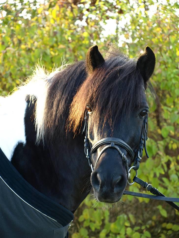 Anden særlig race Sello billede 13