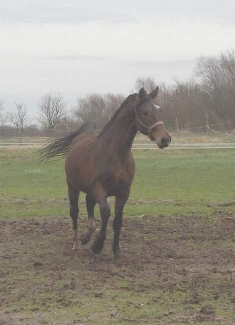 Anden særlig race Charming´s Filur billede 9