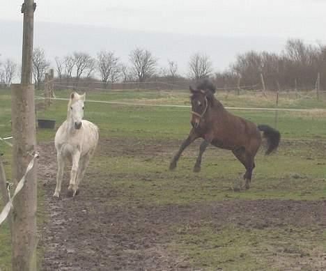 Anden særlig race Charming´s Filur billede 10