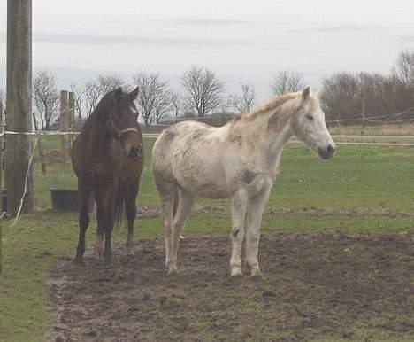 Anden særlig race Charming´s Filur billede 12